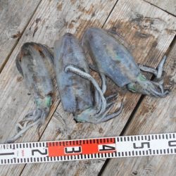 こかわ渡船　雅丸 釣果