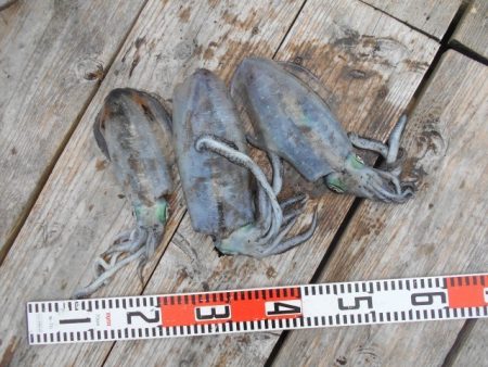 こかわ渡船　雅丸 釣果