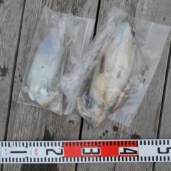 こかわ渡船　雅丸 釣果