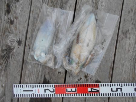 こかわ渡船　雅丸 釣果