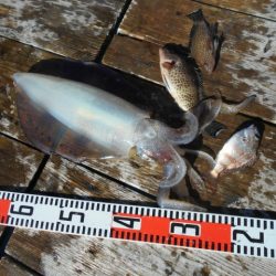 こかわ渡船　雅丸 釣果