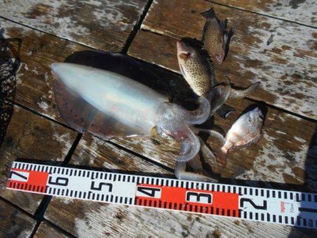 こかわ渡船　雅丸 釣果