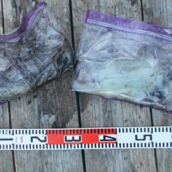 こかわ渡船　雅丸 釣果