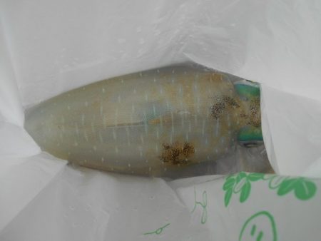 こかわ渡船　雅丸 釣果