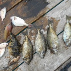 こかわ渡船　雅丸 釣果