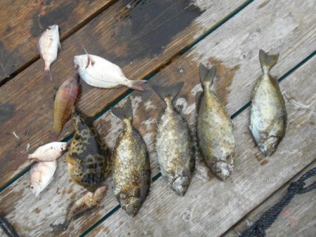 こかわ渡船　雅丸 釣果