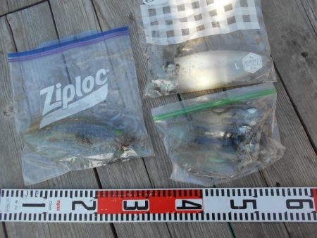 こかわ渡船　雅丸 釣果