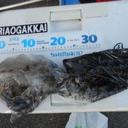 こかわ渡船　雅丸 釣果
