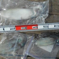 こかわ渡船　雅丸 釣果