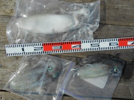 こかわ渡船　雅丸 釣果