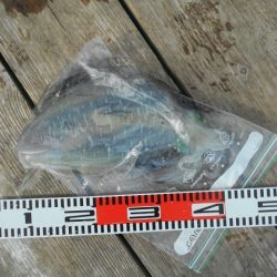 こかわ渡船　雅丸 釣果