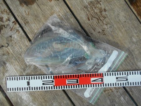 こかわ渡船　雅丸 釣果