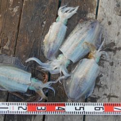 こかわ渡船　雅丸 釣果