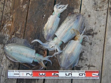 こかわ渡船　雅丸 釣果