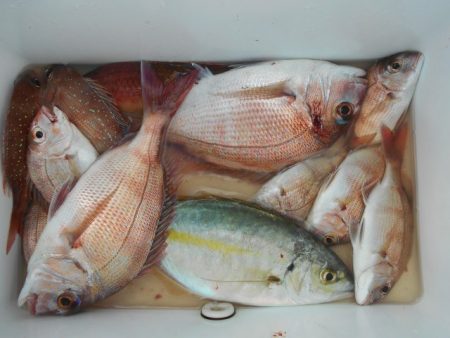 こかわ渡船　雅丸 釣果