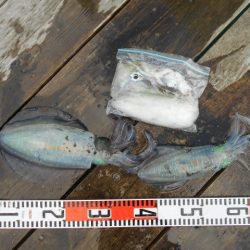 こかわ渡船 雅丸 釣果