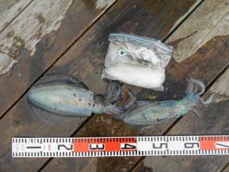 こかわ渡船 雅丸 釣果