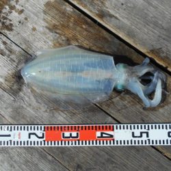 こかわ渡船　雅丸 釣果