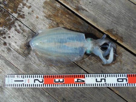 こかわ渡船　雅丸 釣果