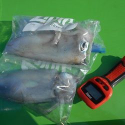 こかわ渡船　雅丸 釣果