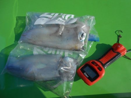 こかわ渡船　雅丸 釣果