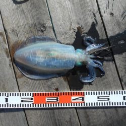 こかわ渡船　雅丸 釣果