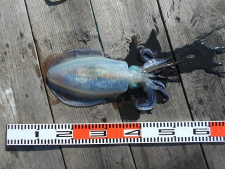 こかわ渡船　雅丸 釣果