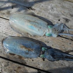 こかわ渡船　雅丸 釣果