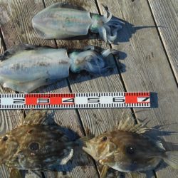 こかわ渡船　雅丸 釣果