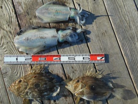 こかわ渡船　雅丸 釣果