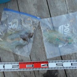 こかわ渡船　雅丸 釣果