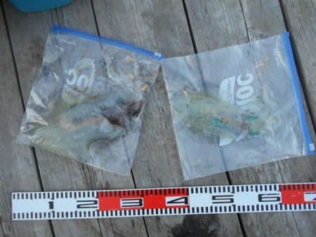 こかわ渡船　雅丸 釣果