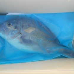 こかわ渡船　雅丸 釣果