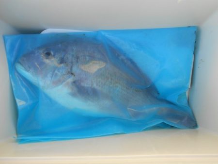 こかわ渡船　雅丸 釣果