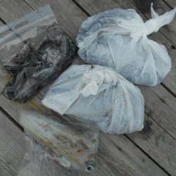 こかわ渡船　雅丸 釣果