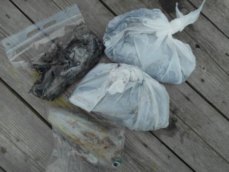 こかわ渡船　雅丸 釣果