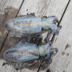 こかわ渡船　雅丸 釣果