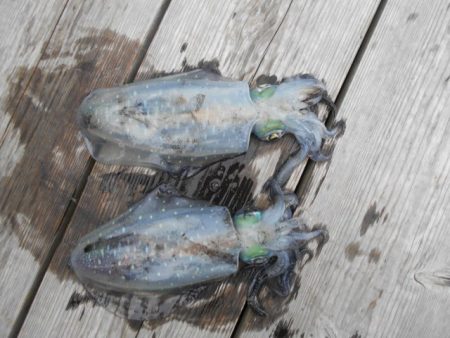 こかわ渡船　雅丸 釣果