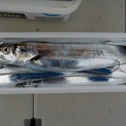 ＨＡＲＵＫＡ丸　はるかまる 釣果