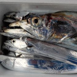 ＨＡＲＵＫＡ丸　はるかまる 釣果
