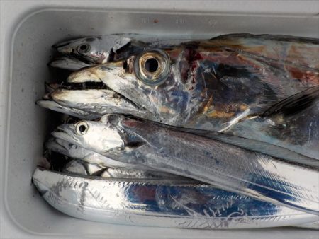 ＨＡＲＵＫＡ丸　はるかまる 釣果