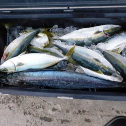 ジギング船 BLUEWATER 釣果