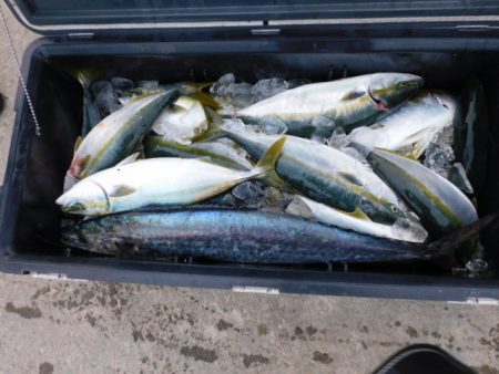 ジギング船 BLUEWATER 釣果