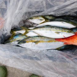 ジギング船 BLUEWATER 釣果