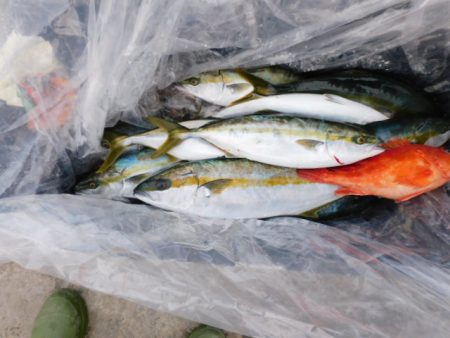 ジギング船 BLUEWATER 釣果