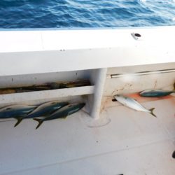 ジギング船 BLUEWATER 釣果