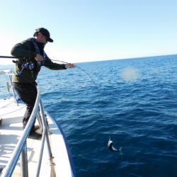 ジギング船 BLUEWATER 釣果