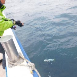 ジギング船 BLUEWATER 釣果