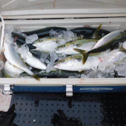 ジギング船 BLUEWATER 釣果