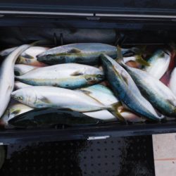 ジギング船 BLUEWATER 釣果